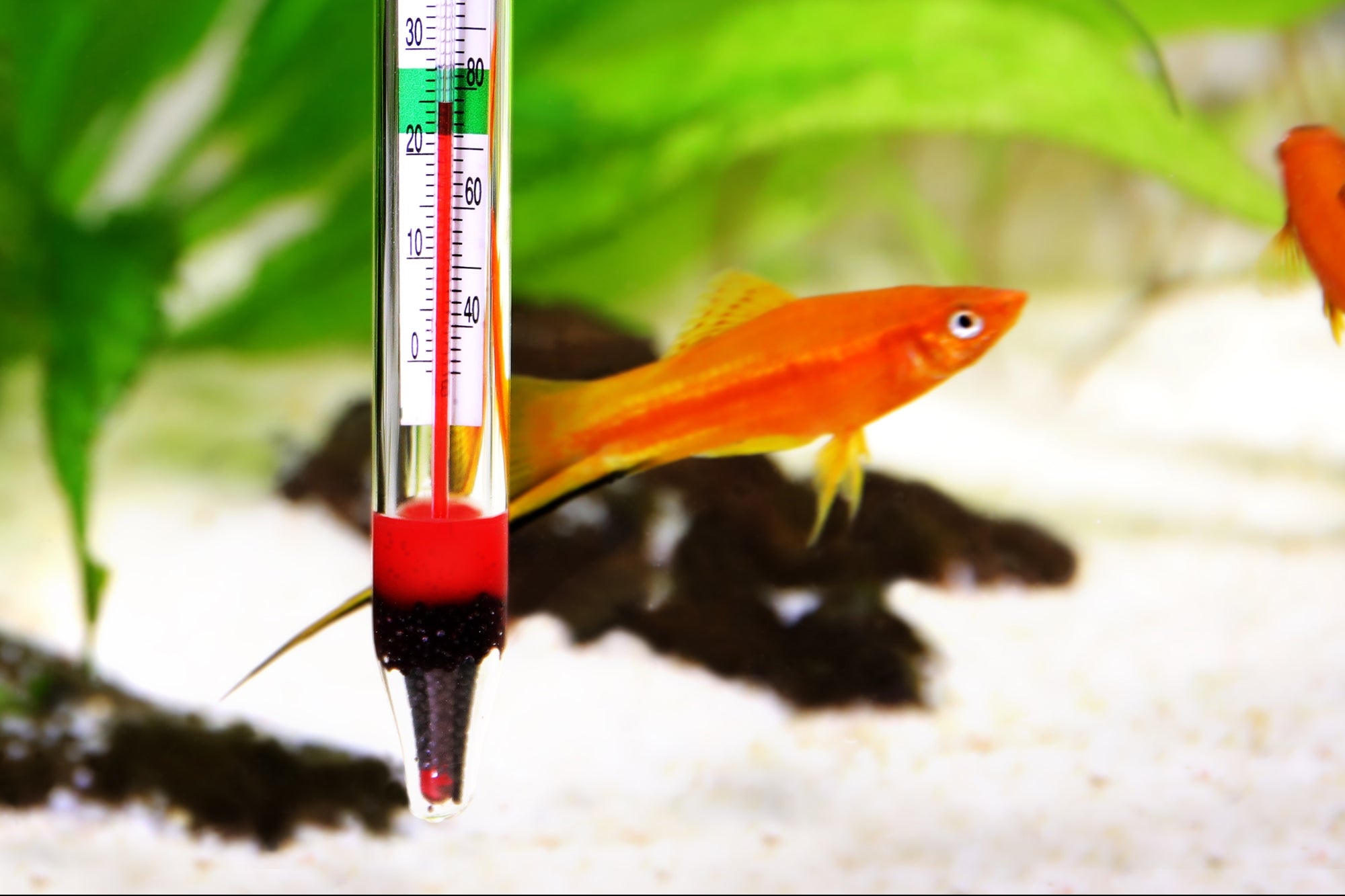 a-casino-gets-hacked-through-a-fish-tank-thermometer