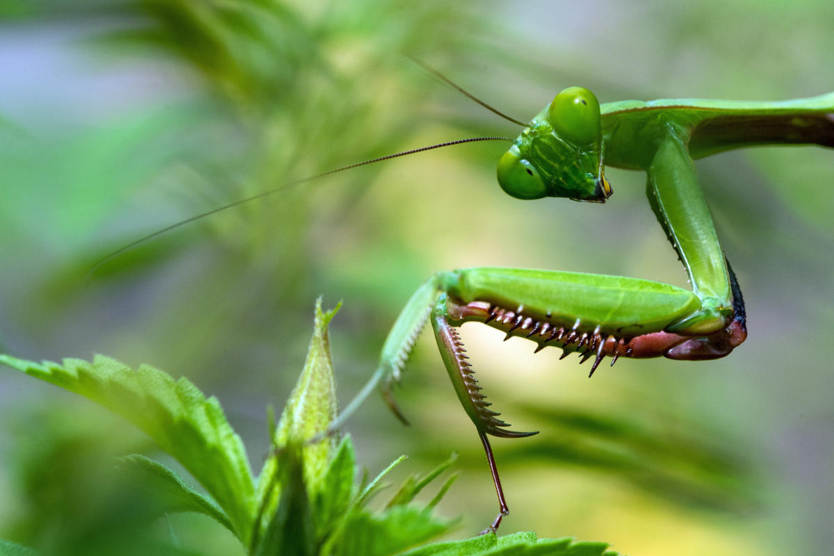 apt-group-praying-mantis-hits-iis-web-servers-with-deserialization-flaws-and-memory-resident-malware