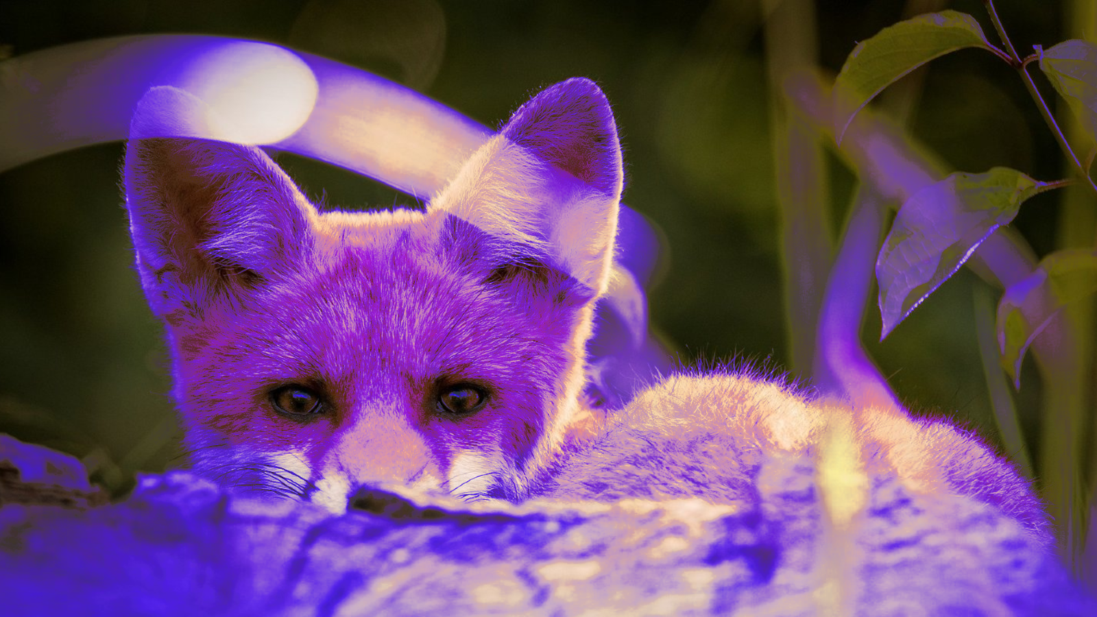 purple-fox-malware-distributed-via-malicious-telegram-installers