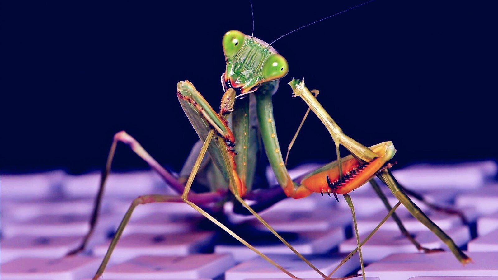 roaming-mantis-android-malware-spreads-via-sms-phishing,-malicious-apps-in-germany-and-france