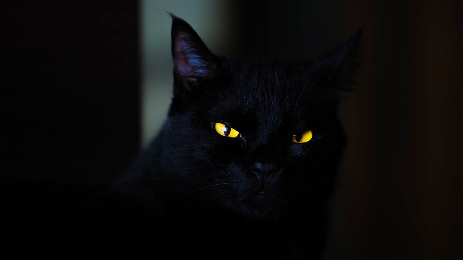 fbi-says-blackcat-ransomware-breached-at-least-60-entities-worldwide