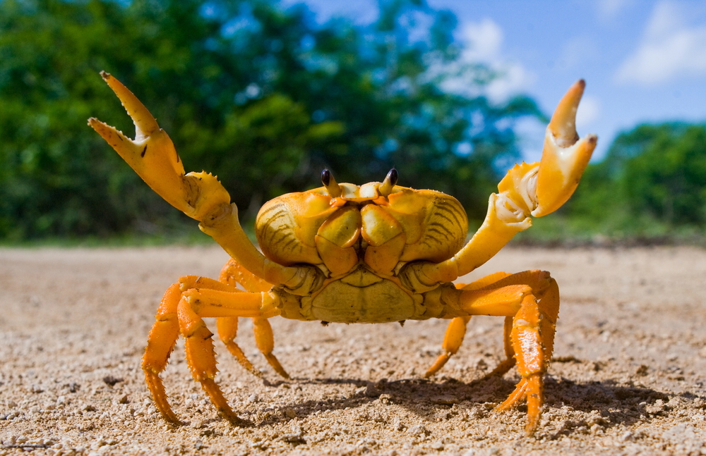 headcrab-botnet-targets-1,200-redis-servers-in-a-new-elusive-campaign