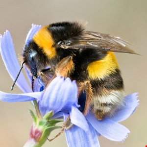 notorious-bumblebee-malware-re-emerges-with-new-attack-methods