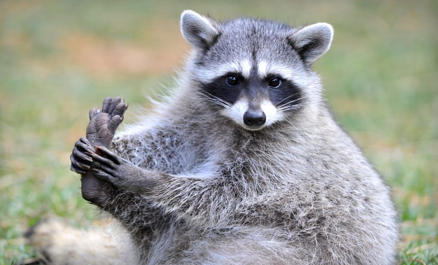 ukrainian-extradited-to-us-over-alleged-raccoon-stealer-ties