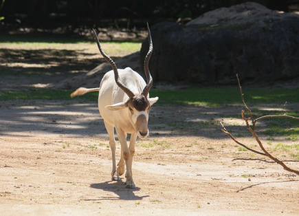 new-threat-actor-starry-addax-targets-human-rights-defenders-in-north-africa